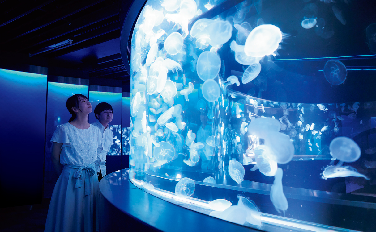 京都水族館新展示エリア「クラゲワンダー」