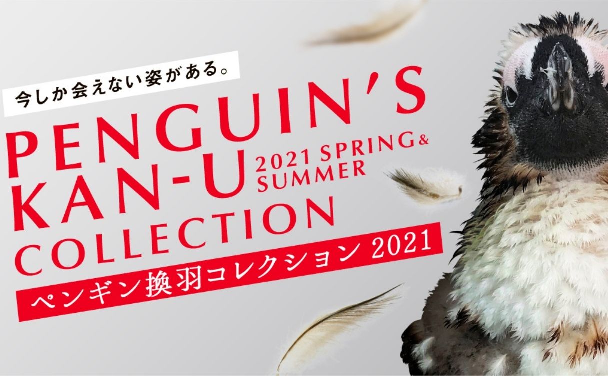 京都水族館 集客施策“ペンギンの換羽” 館内プロモーション
